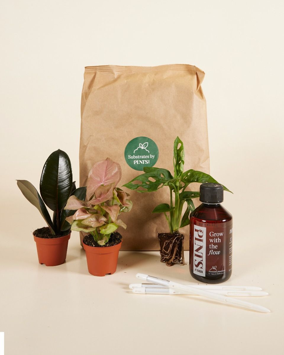 Easy Care Set 3 Pflanzen Productset