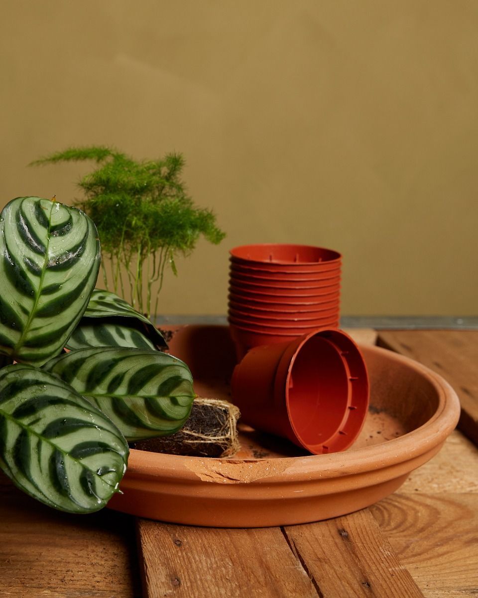 Satz mit 10 Anzuchttöpfe Ø 6 cm Productset