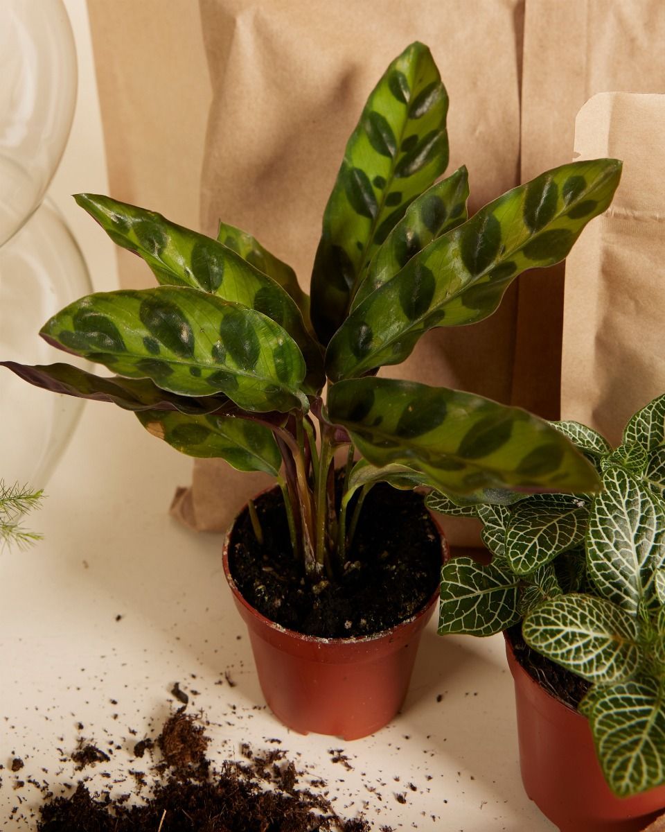 Bello Terrarium Medium Startset productset