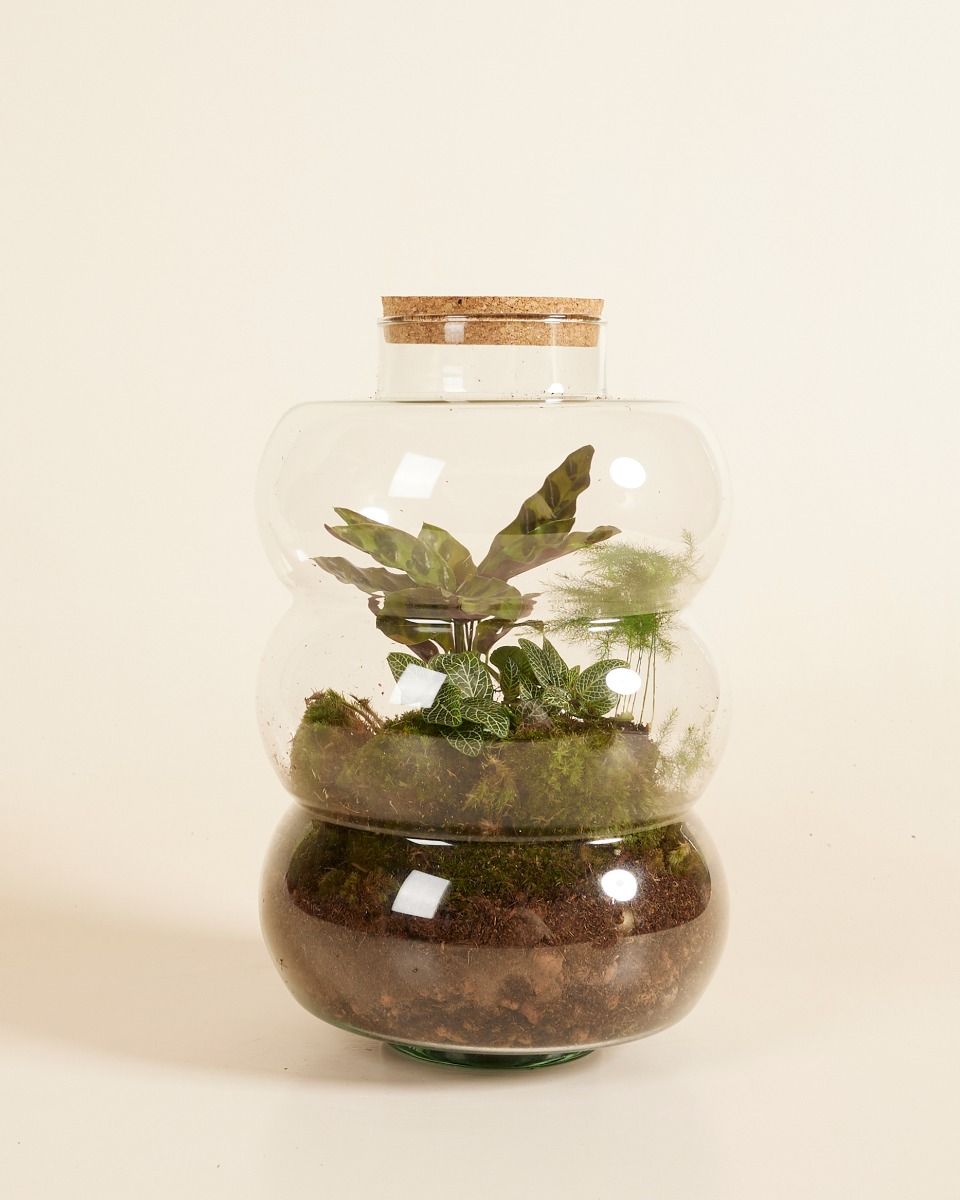 Bello Terrarium Medium Startset productset