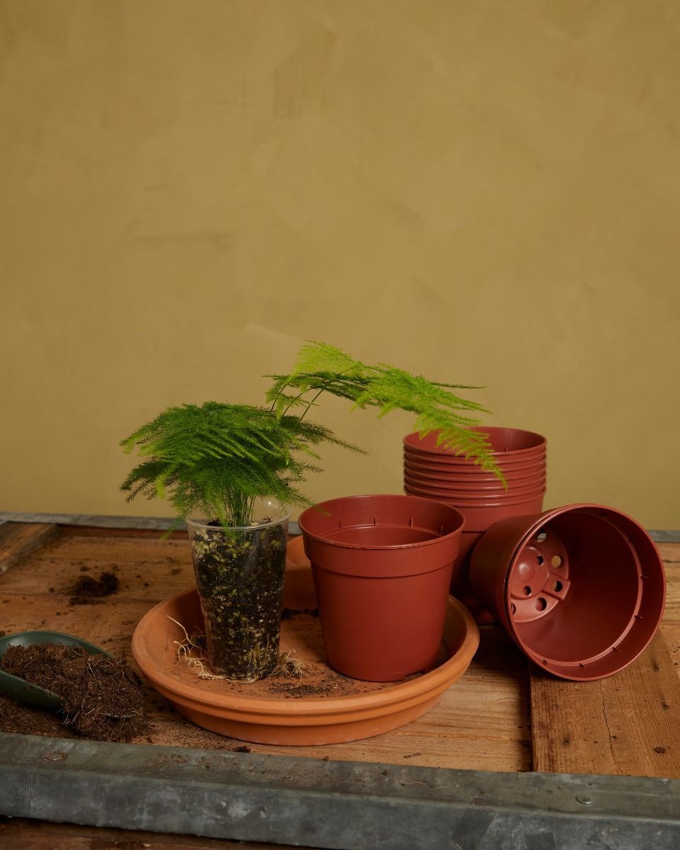 Satz mit 5 Anzuchttöpfe Ø 15 cm Productset