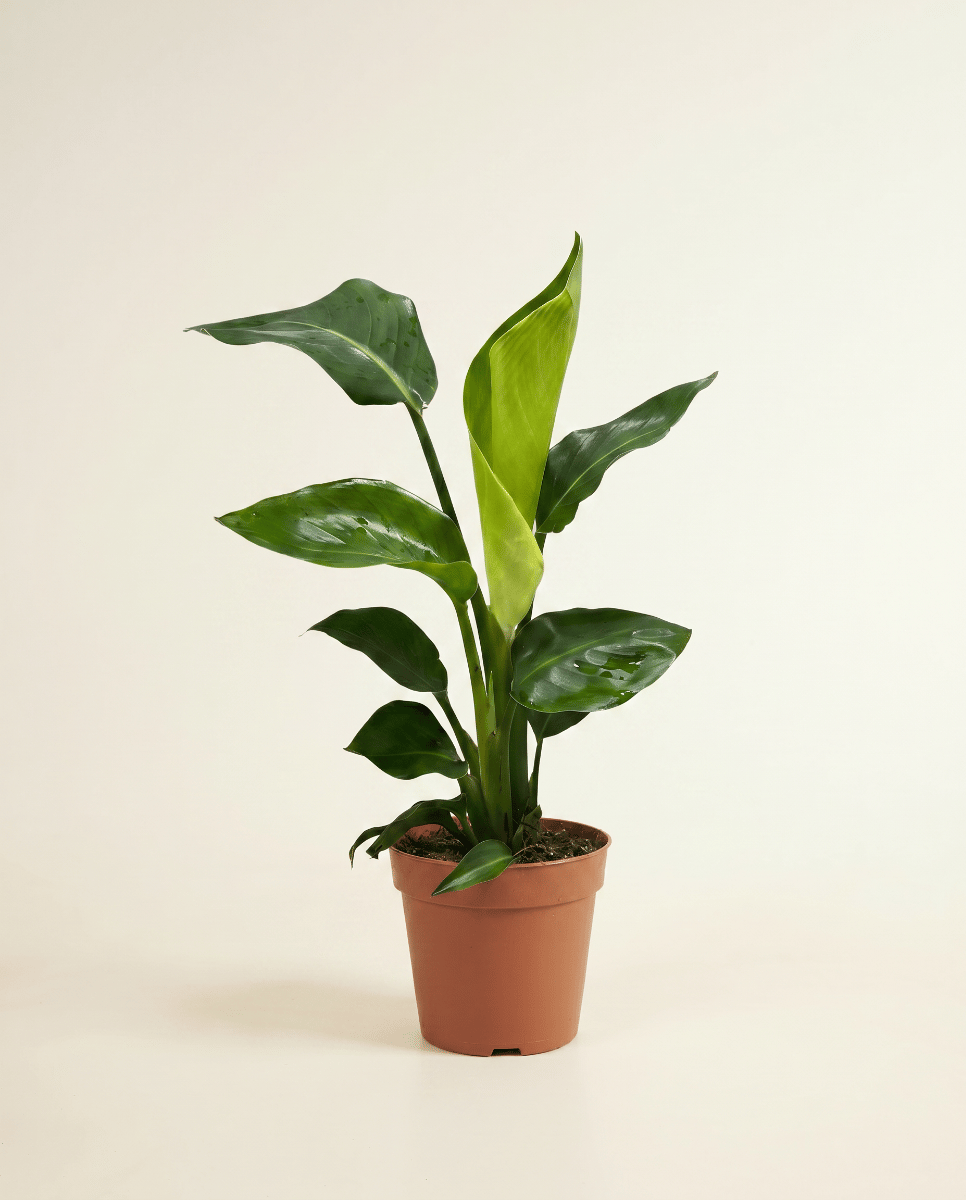 Strelitzia Paradiesvogelblume Nicolai