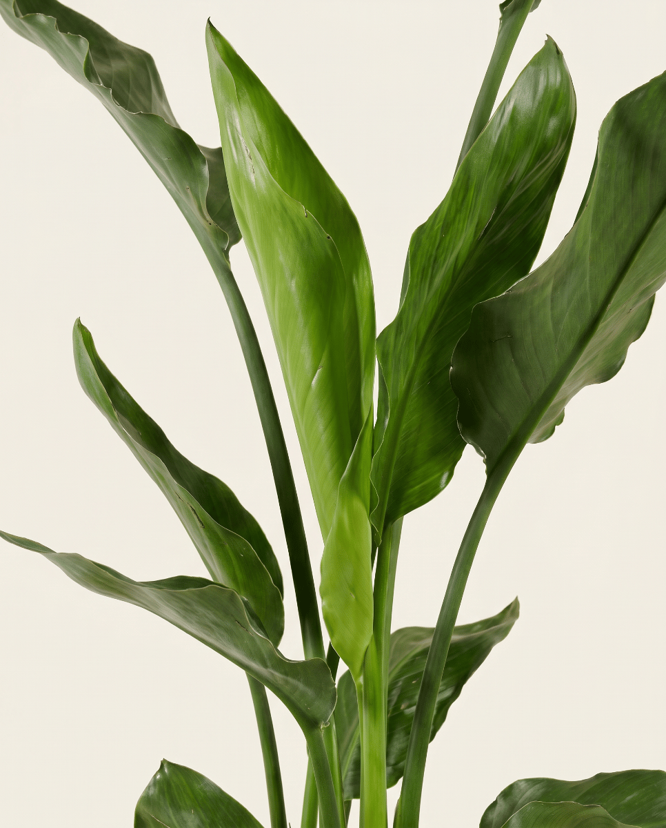 Strelitzia Paradiesvogelblume Reginae