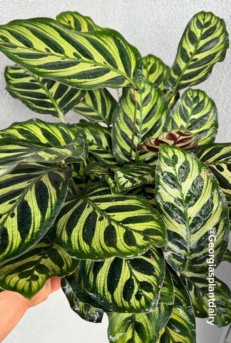 Calathea Pfeilwurze Makoyana