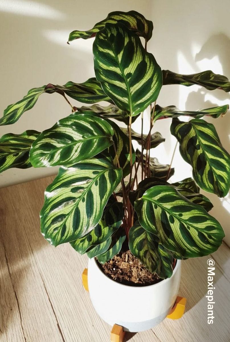 Calathea Pfeilwurze Makoyana