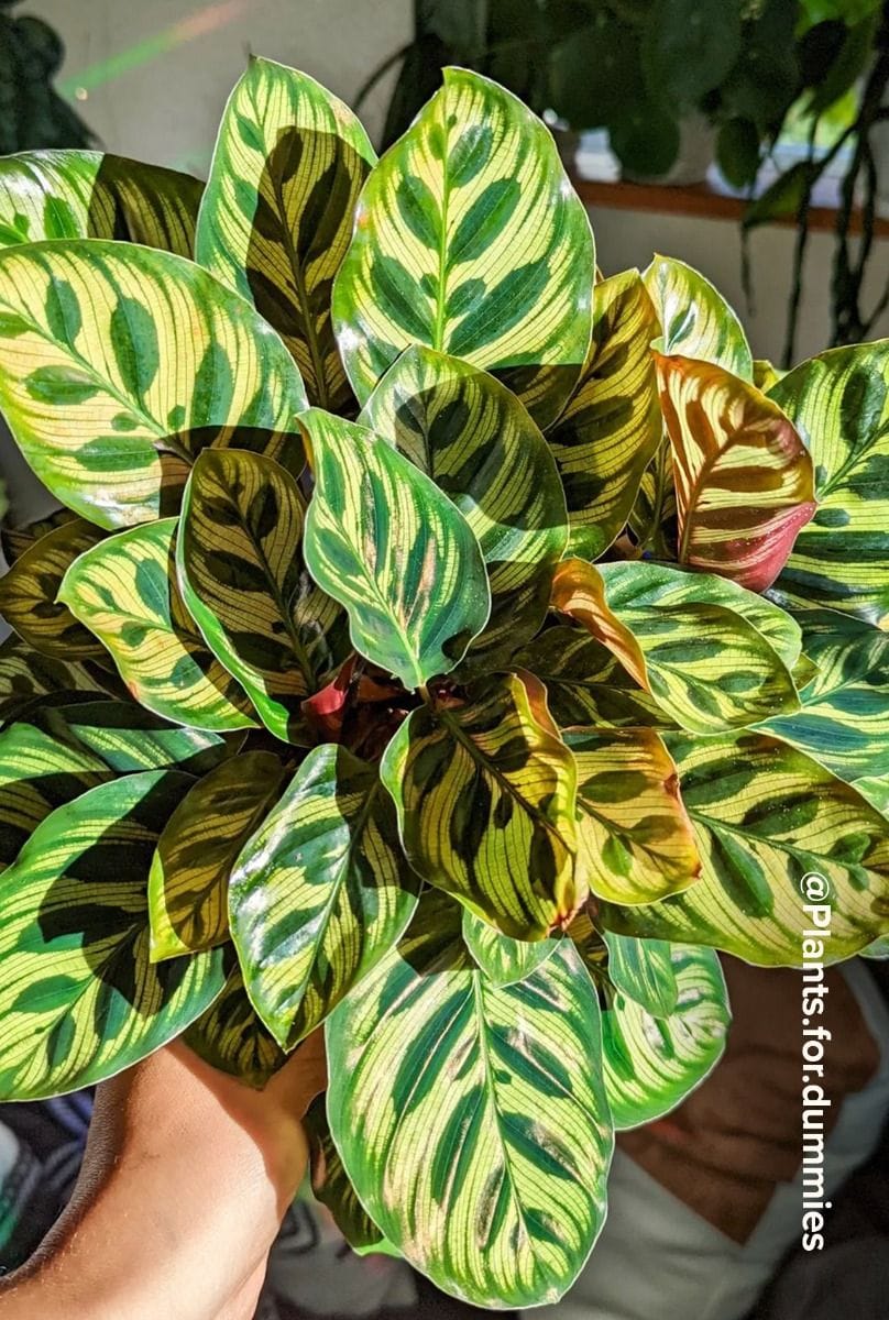 Calathea Pfeilwurze Makoyana