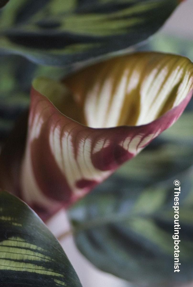 Calathea Pfeilwurze Makoyana