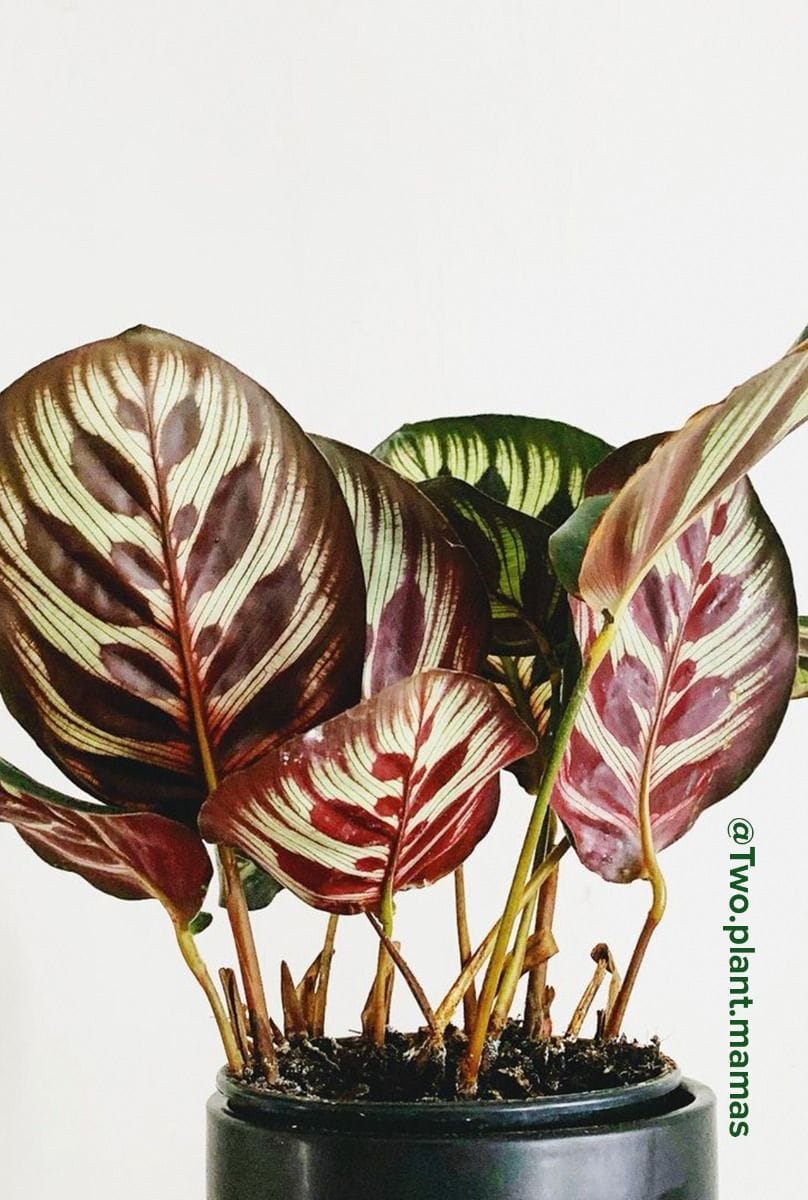 Calathea Pfeilwurze Makoyana