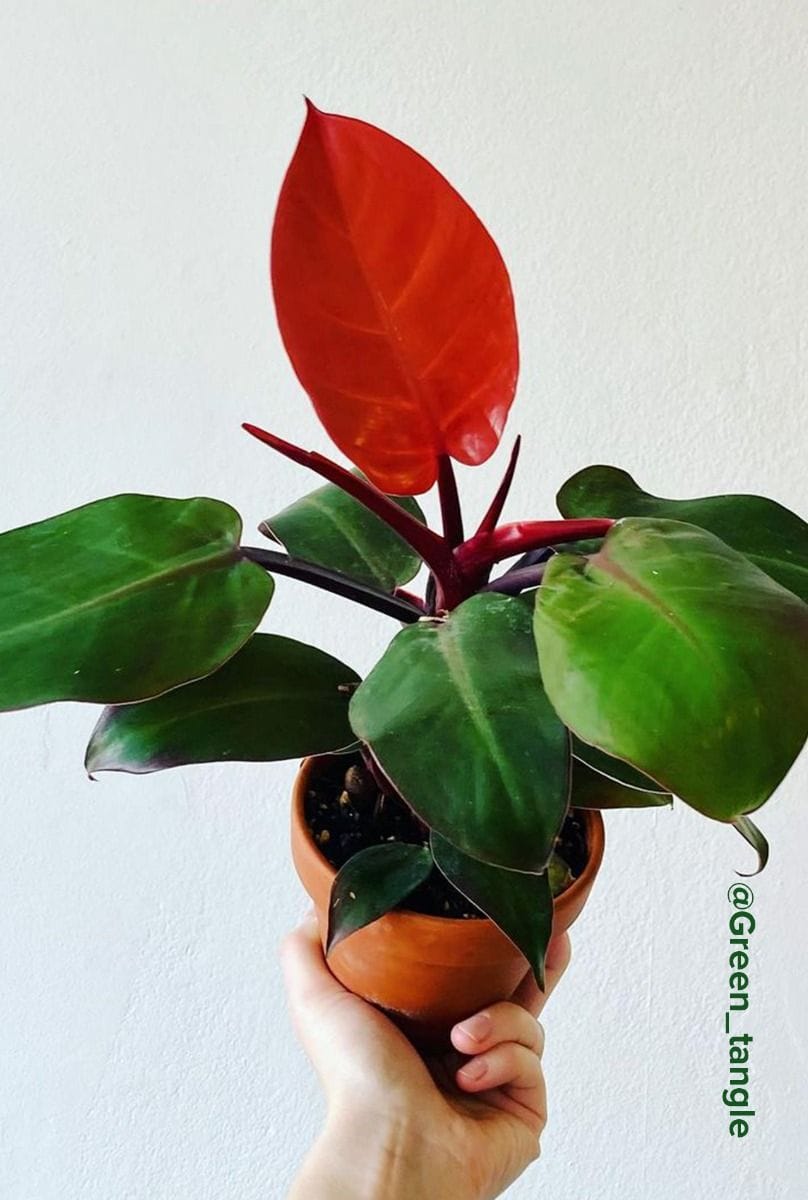 Philodendron Baumfreund McColley's Finale