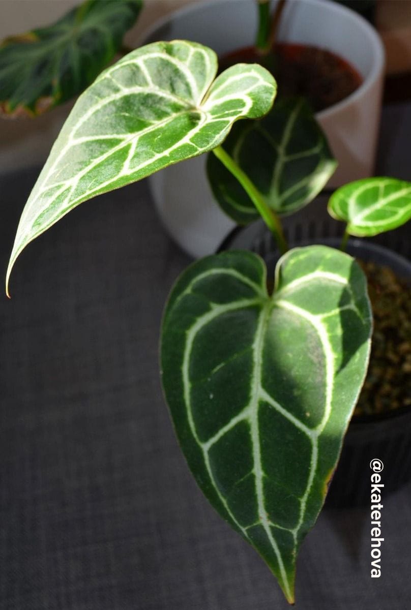 Baby Anthurium Flamingoblumen Silver Blush