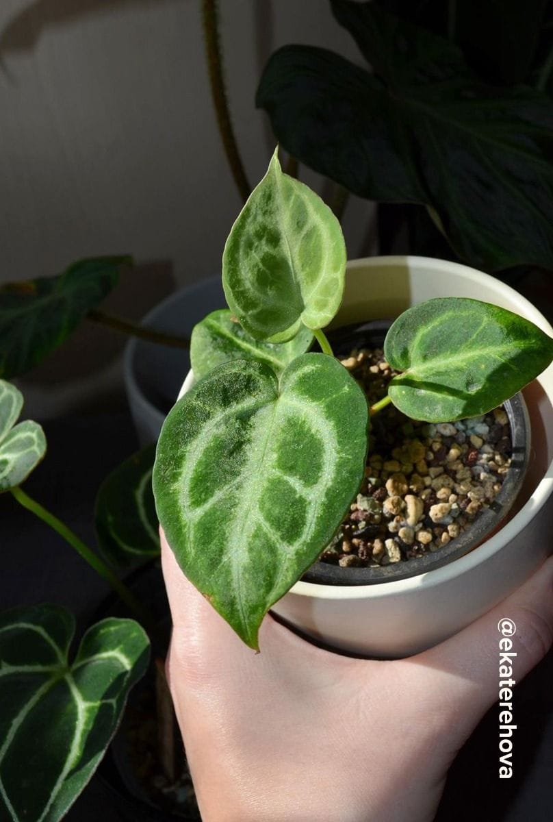 Baby Anthurium Flamingoblumen Silver Blush