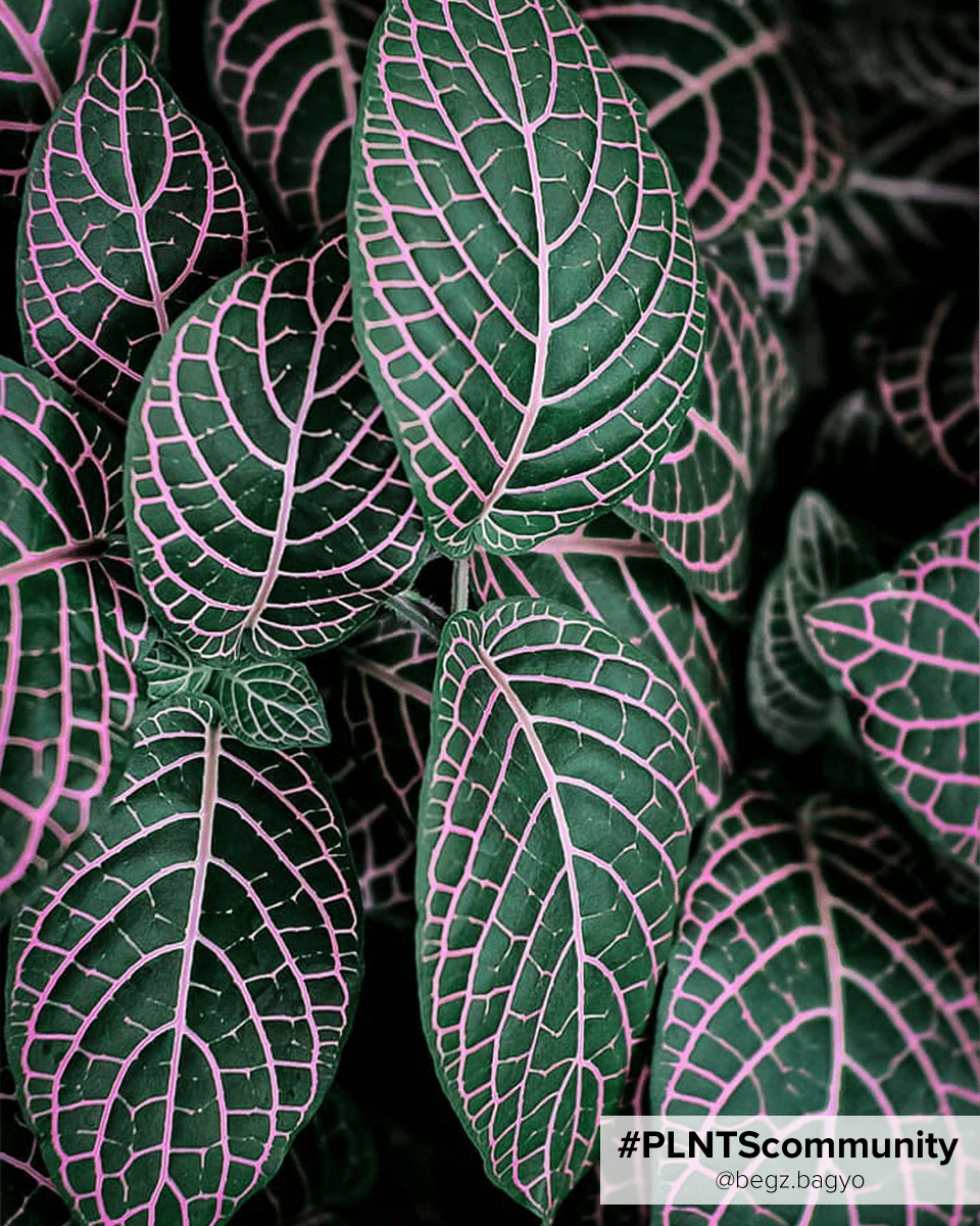 Baby Fittonia Nerve plant Verschaffeltii Forest Flame