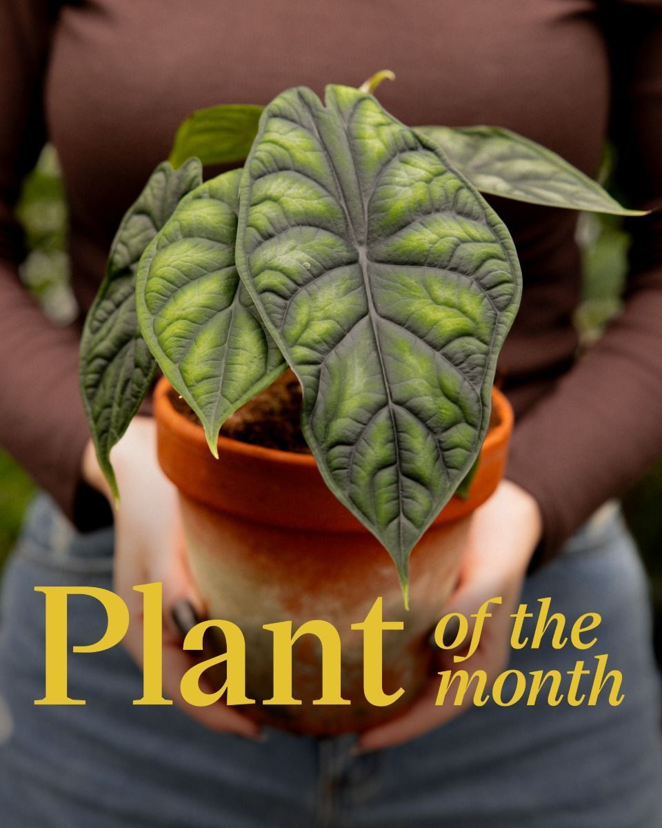 Alocasia Baginda Dragon Scale