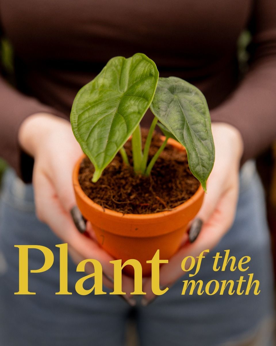 Baby Alocasia Baginda Dragon Scale